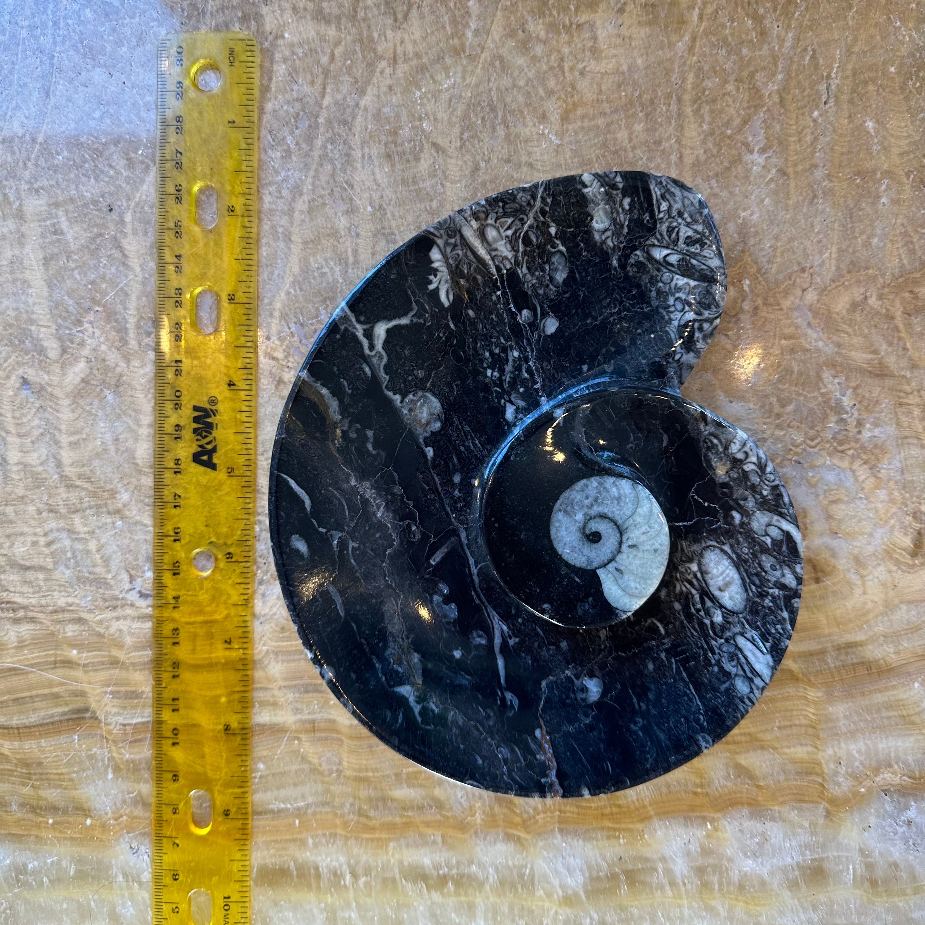 Ammonite & Orthoceras Fossils in Black Limestone Plate by Rare Earth Gallery