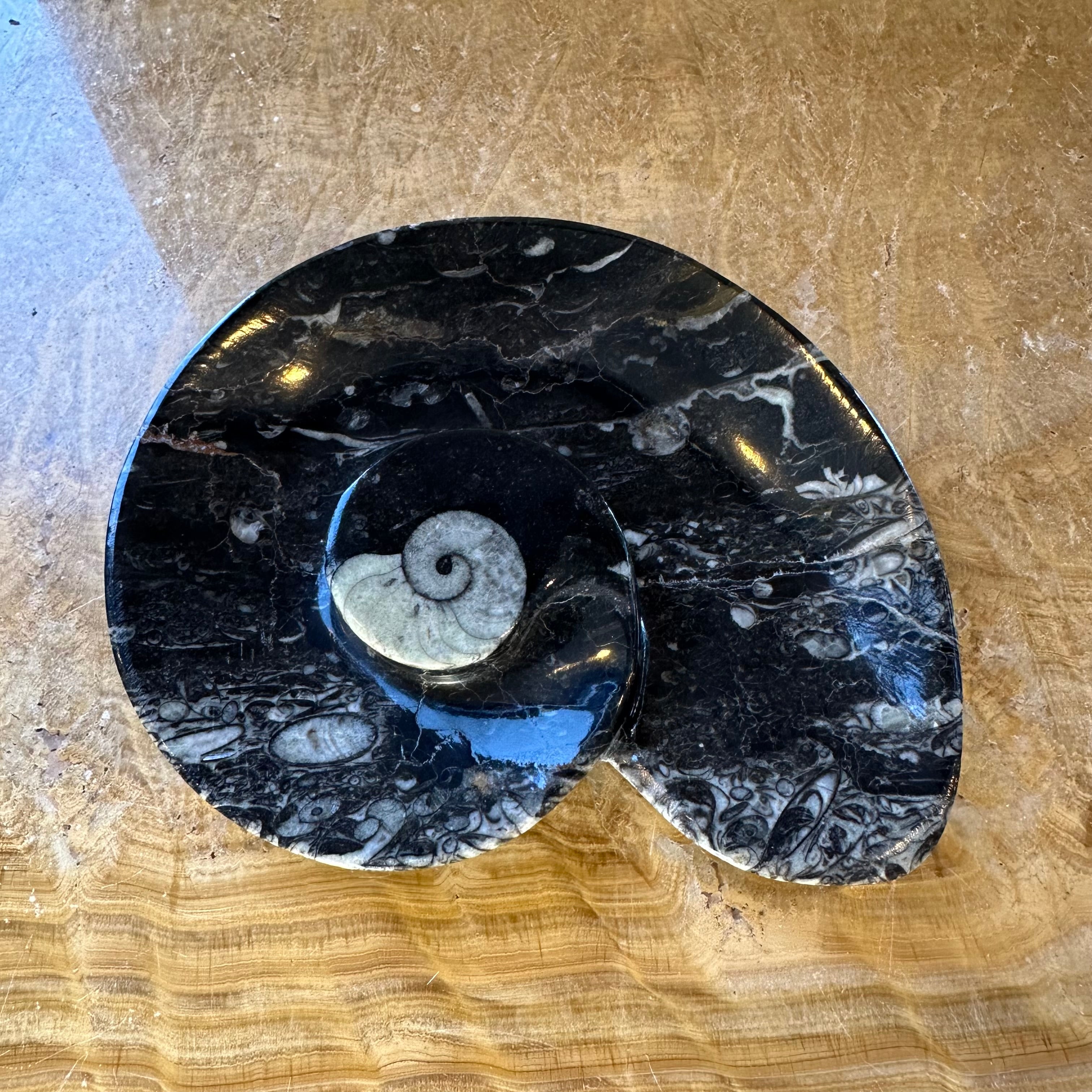 Ammonite & Orthoceras Fossils in Black Limestone Plate by Rare Earth Gallery