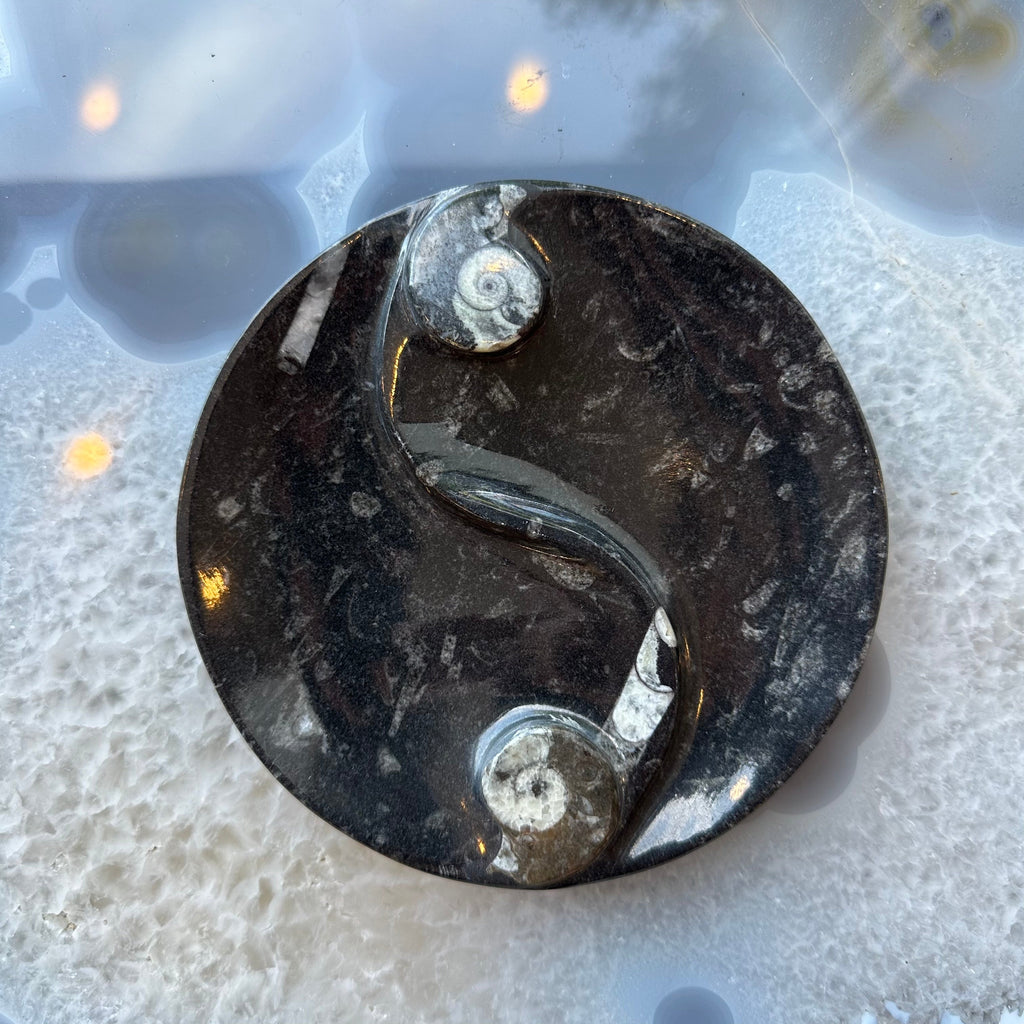 Goniatite & Orthoceras Fossils in Black Limestone Polished Yin-Yang Plate from Morocco by Rare Earth Gallery