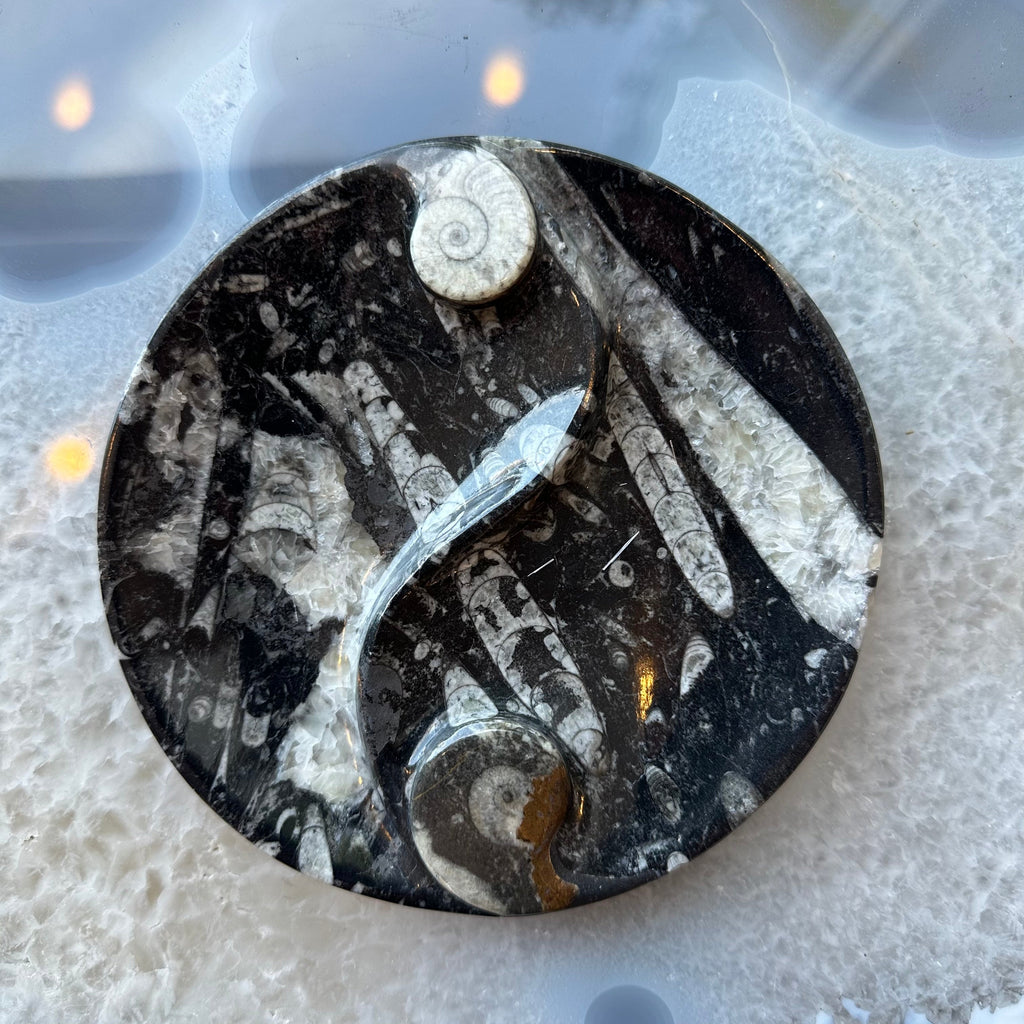 Goniatite & Orthoceras Fossils in Black Limestone Polished Yin-Yang Plate from Morocco by Rare Earth Gallery