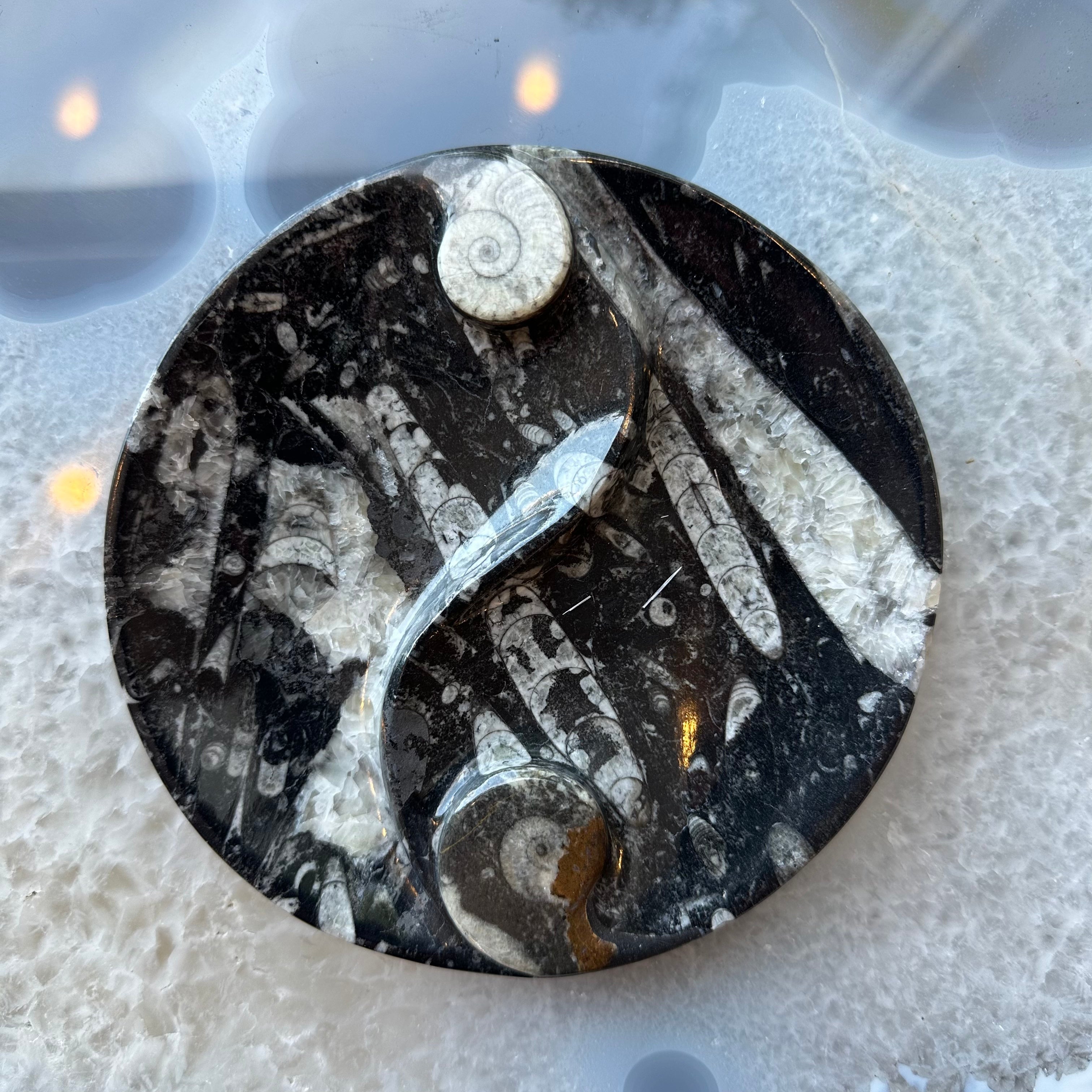Goniatite & Orthoceras Fossils in Black Limestone Polished Yin-Yang Plate from Morocco by Rare Earth Gallery