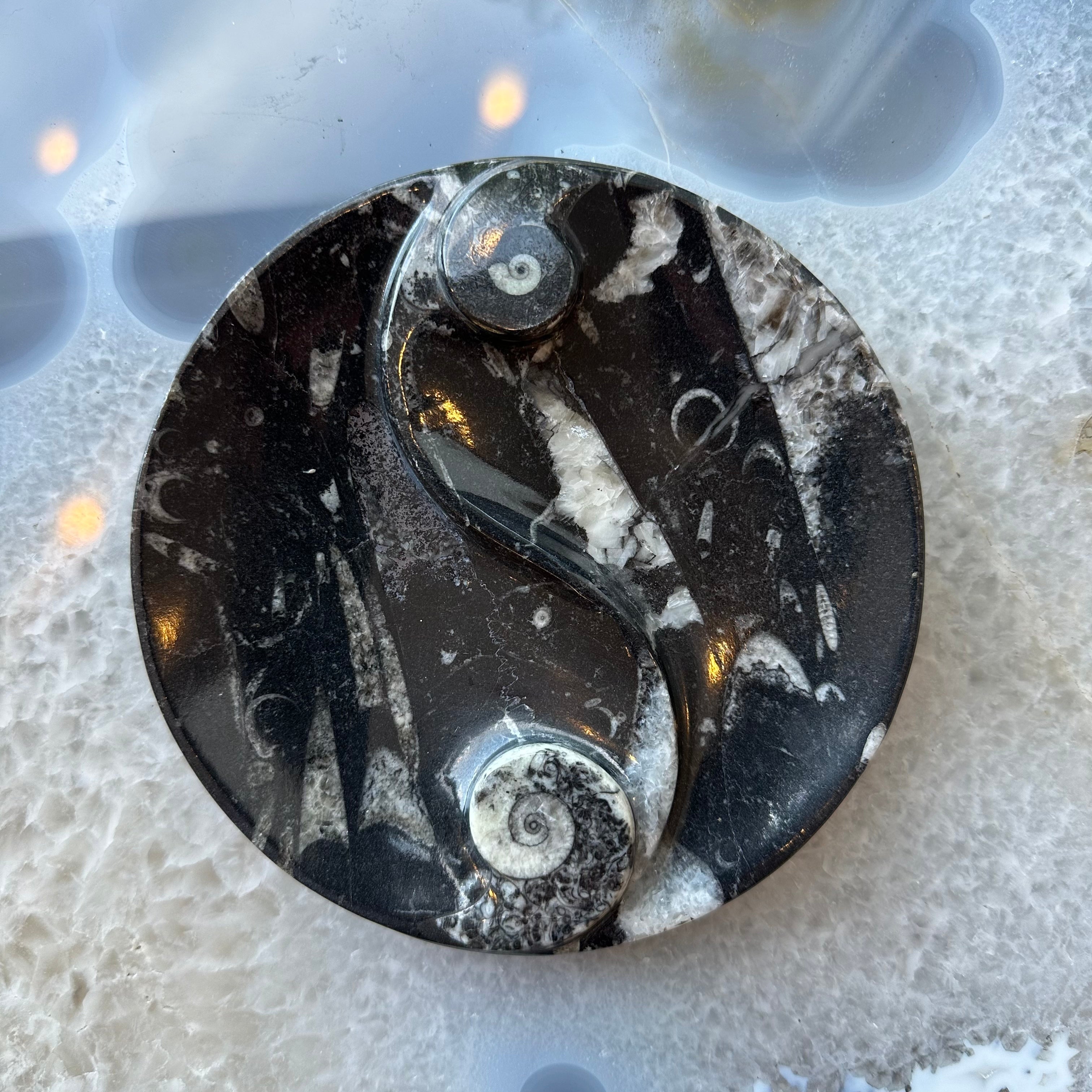 Goniatite & Orthoceras Fossils in Black Limestone Polished Yin-Yang Plate from Morocco by Rare Earth Gallery