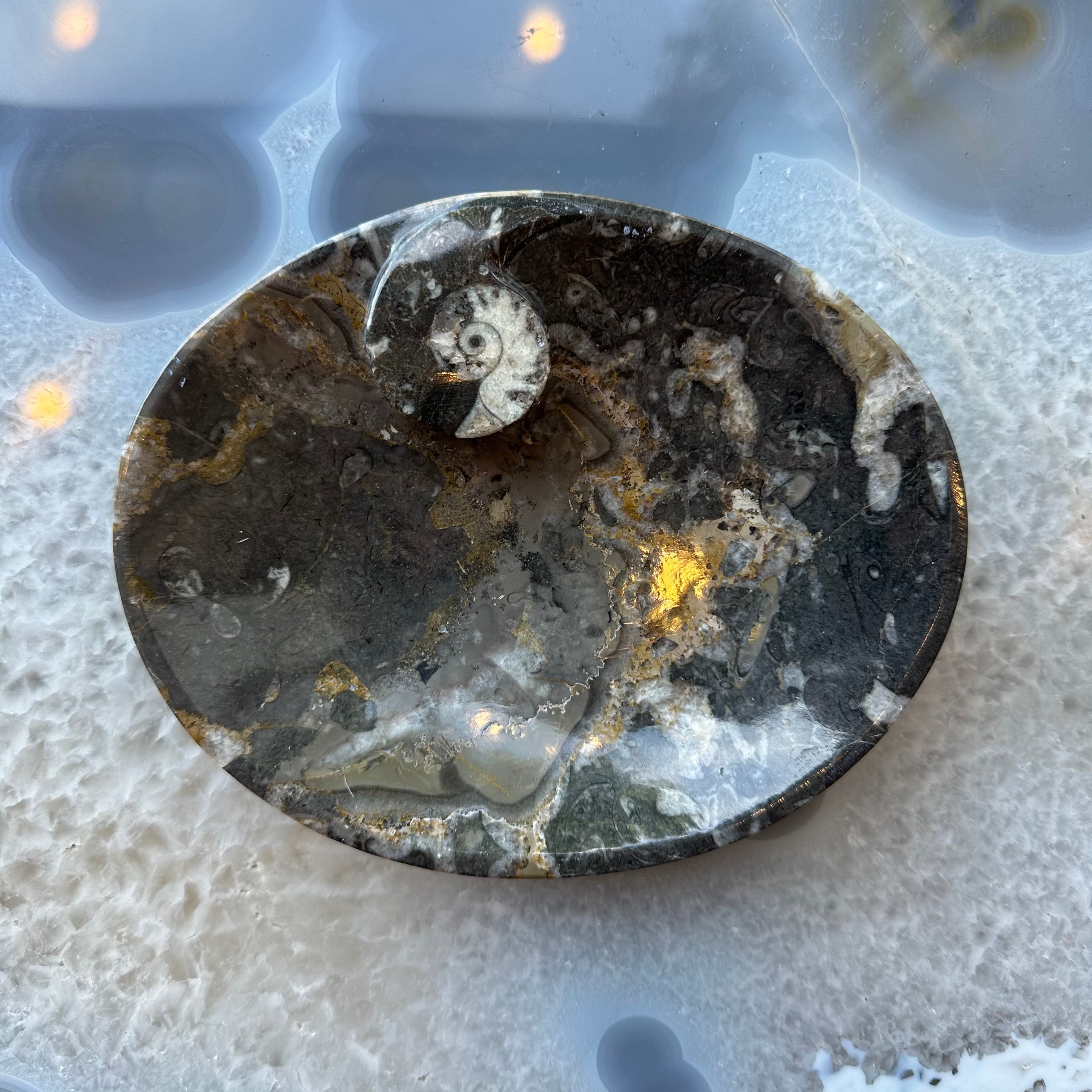 Ammonite & Orthoceras Fossils in Black Limestone Plate by Rare Earth Gallery
