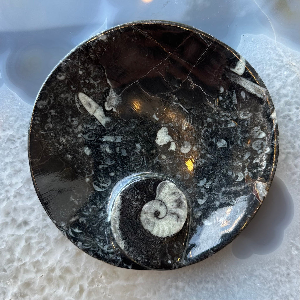 Ammonite & Orthoceras Fossils in Black Limestone Plate by Rare Earth Gallery