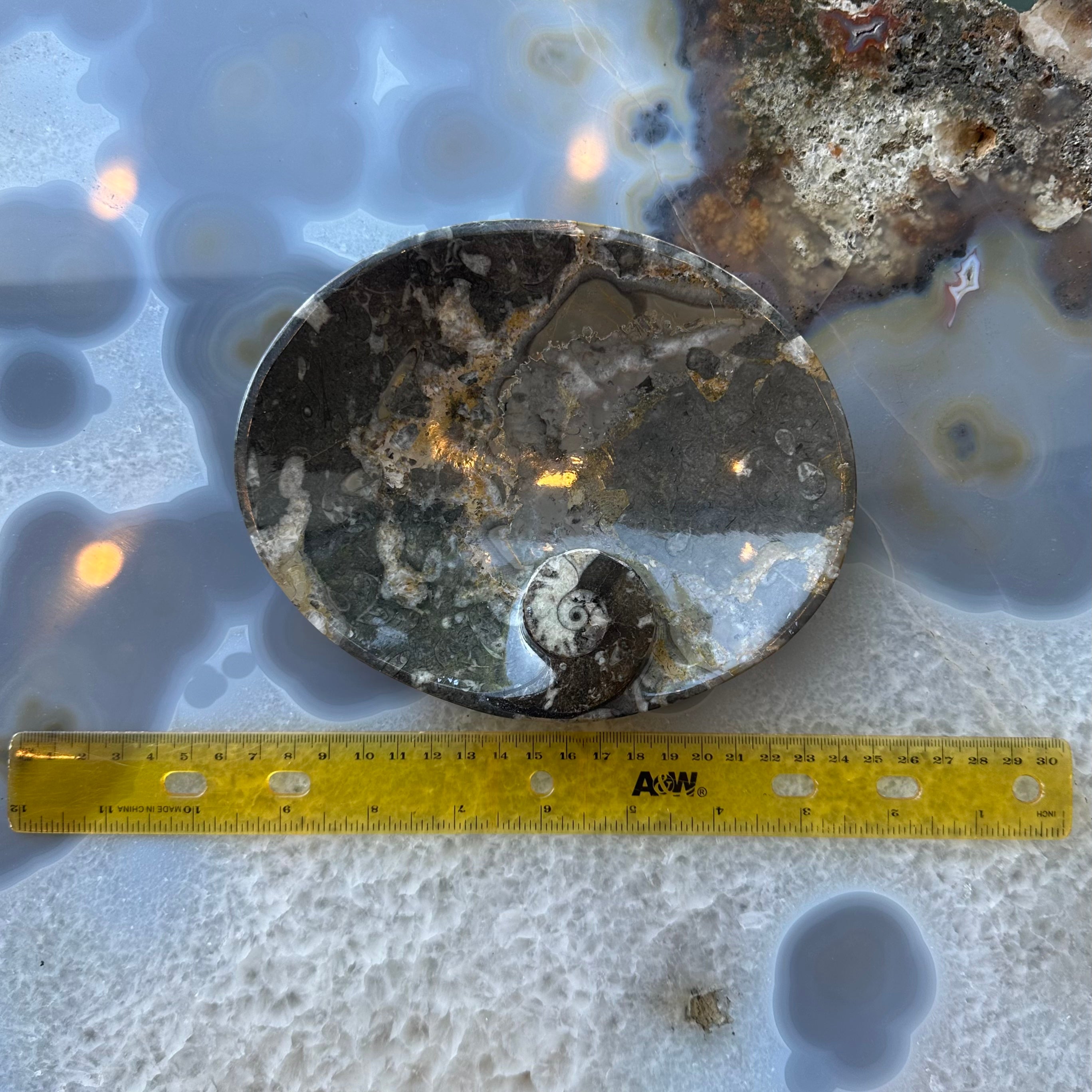 Ammonite & Orthoceras Fossils in Black Limestone Plate by Rare Earth Gallery