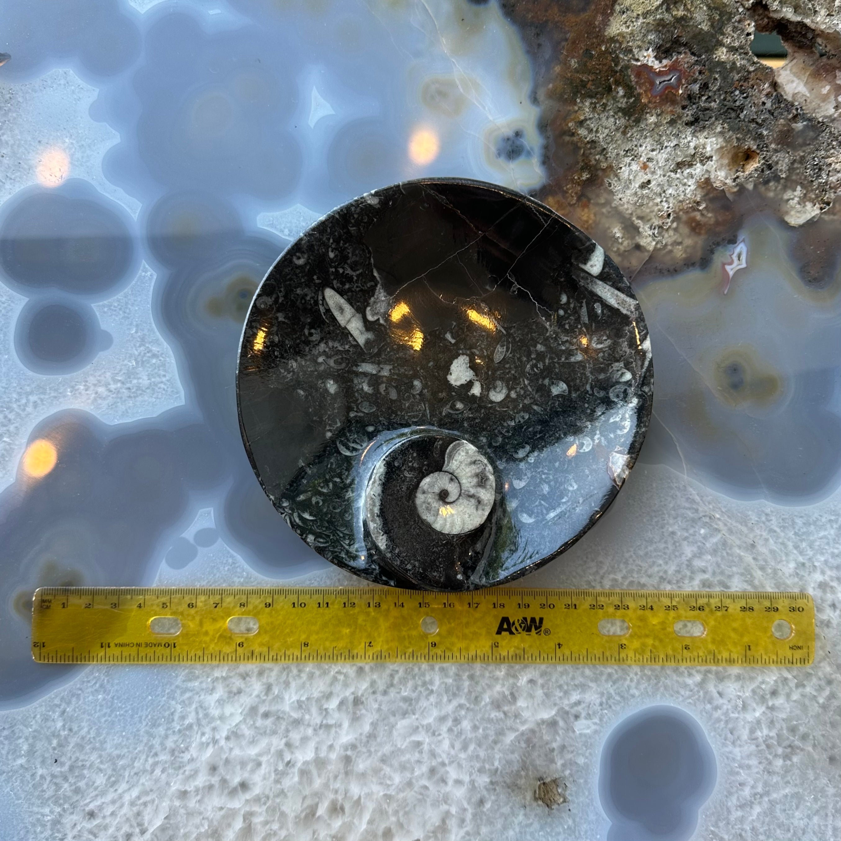 Ammonite & Orthoceras Fossils in Black Limestone Plate by Rare Earth Gallery