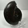 Ammonite Fossil from Morocco