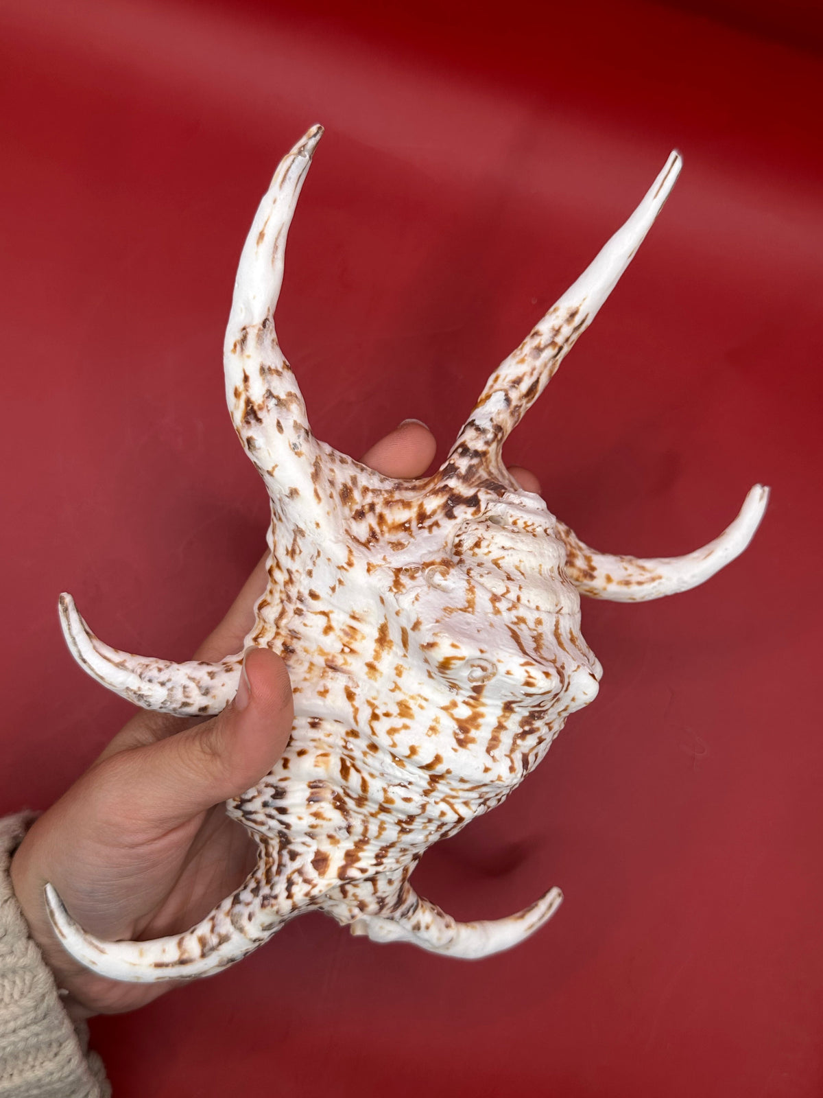 Large Rugosa Arthritic Spider Conch Display – Harpago arthriticus 9"