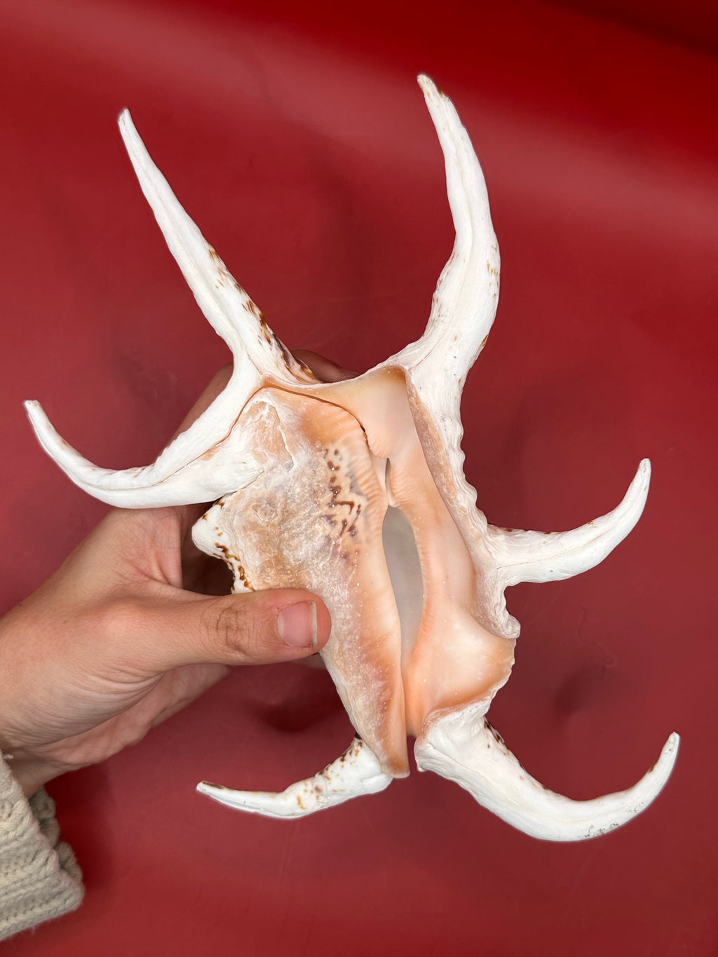 Large Rugosa Arthritic Spider Conch Display – Harpago arthriticus 9"