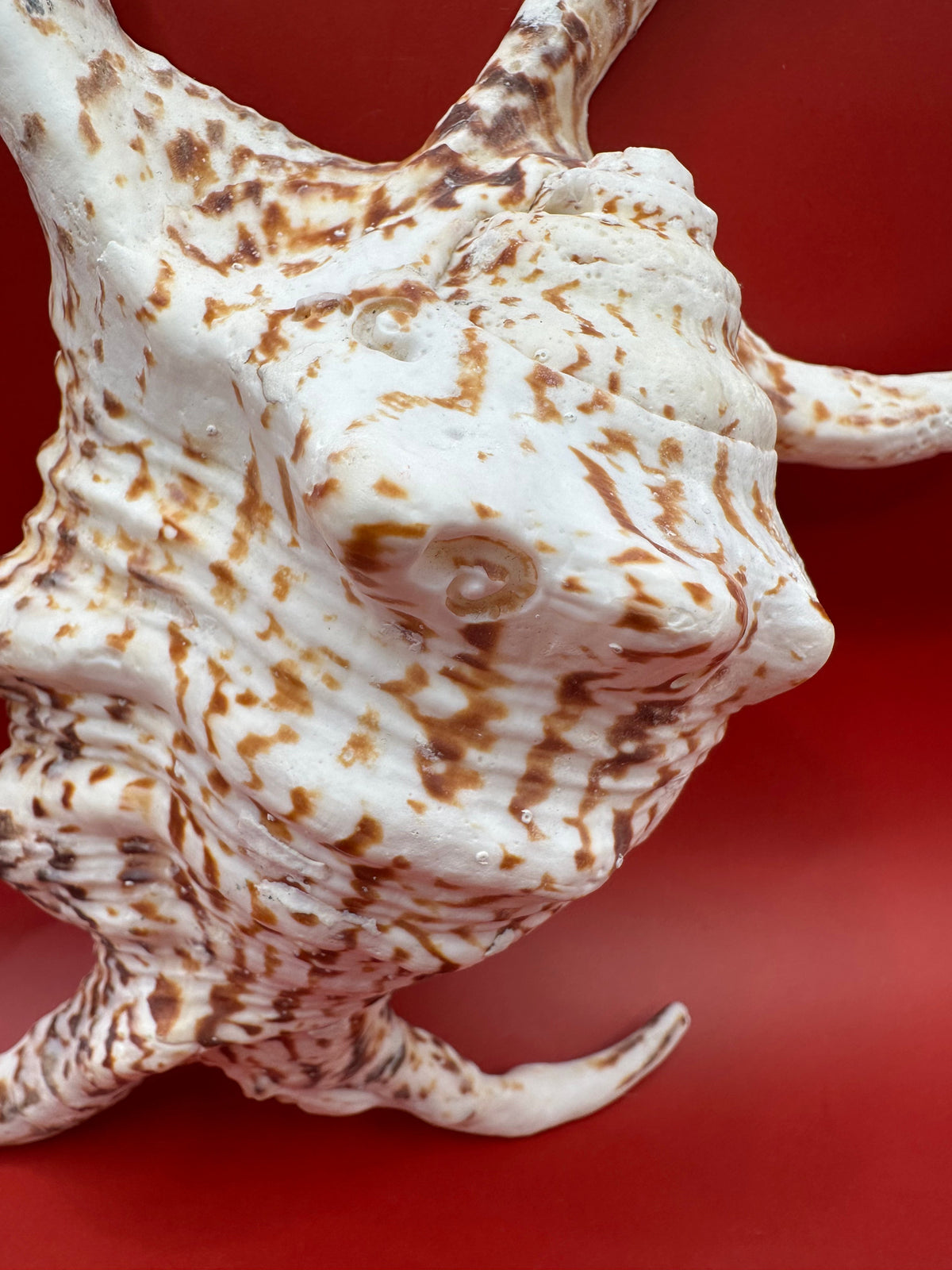 Large Rugosa Arthritic Spider Conch Display – Harpago arthriticus 9"