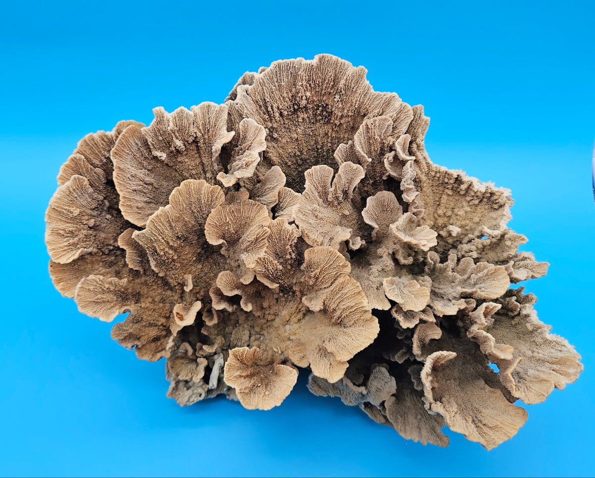 Natural Poca Coral Specimen 10-12” – (Montipora sp.)