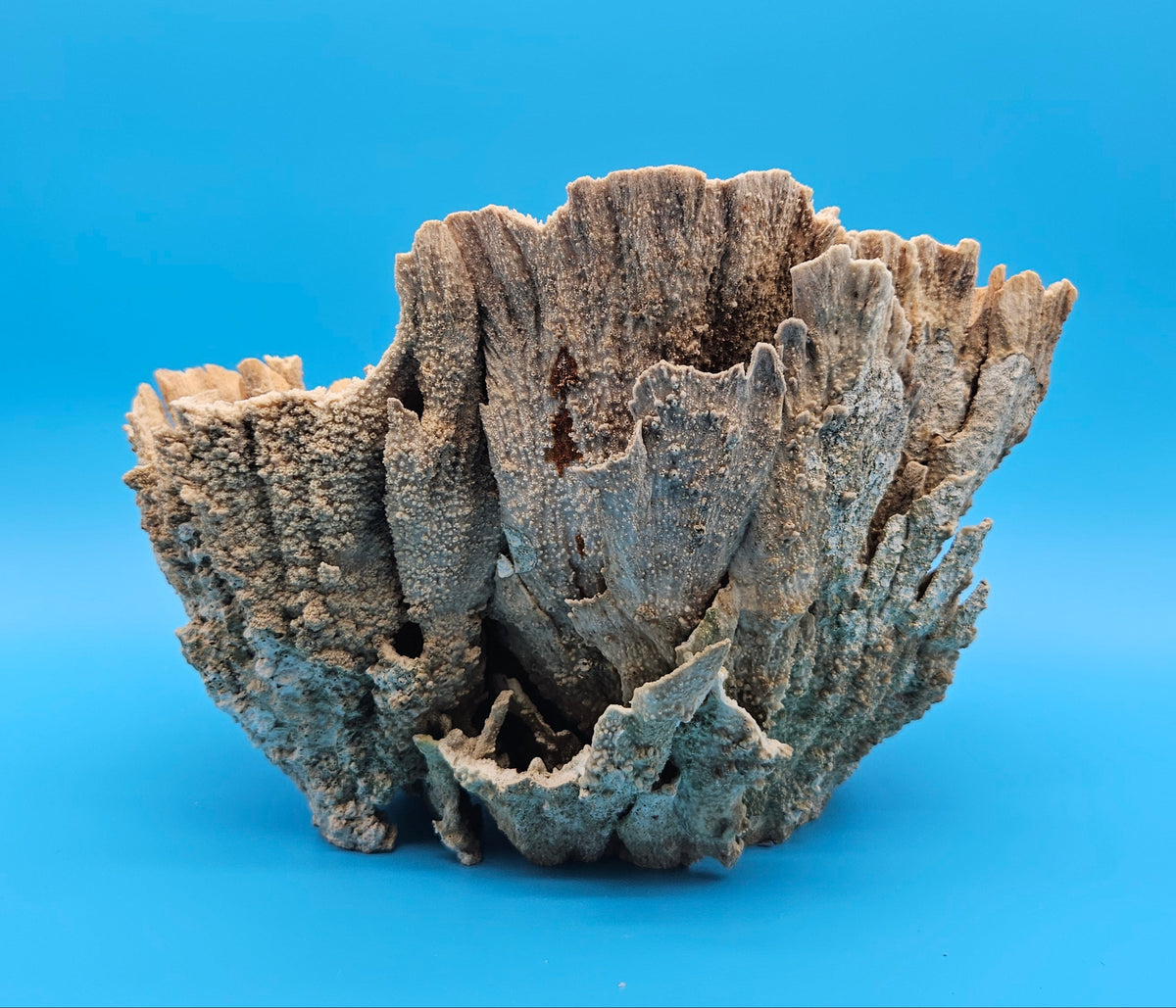 Natural Poca Coral Specimen 10-12” – (Montipora sp.)
