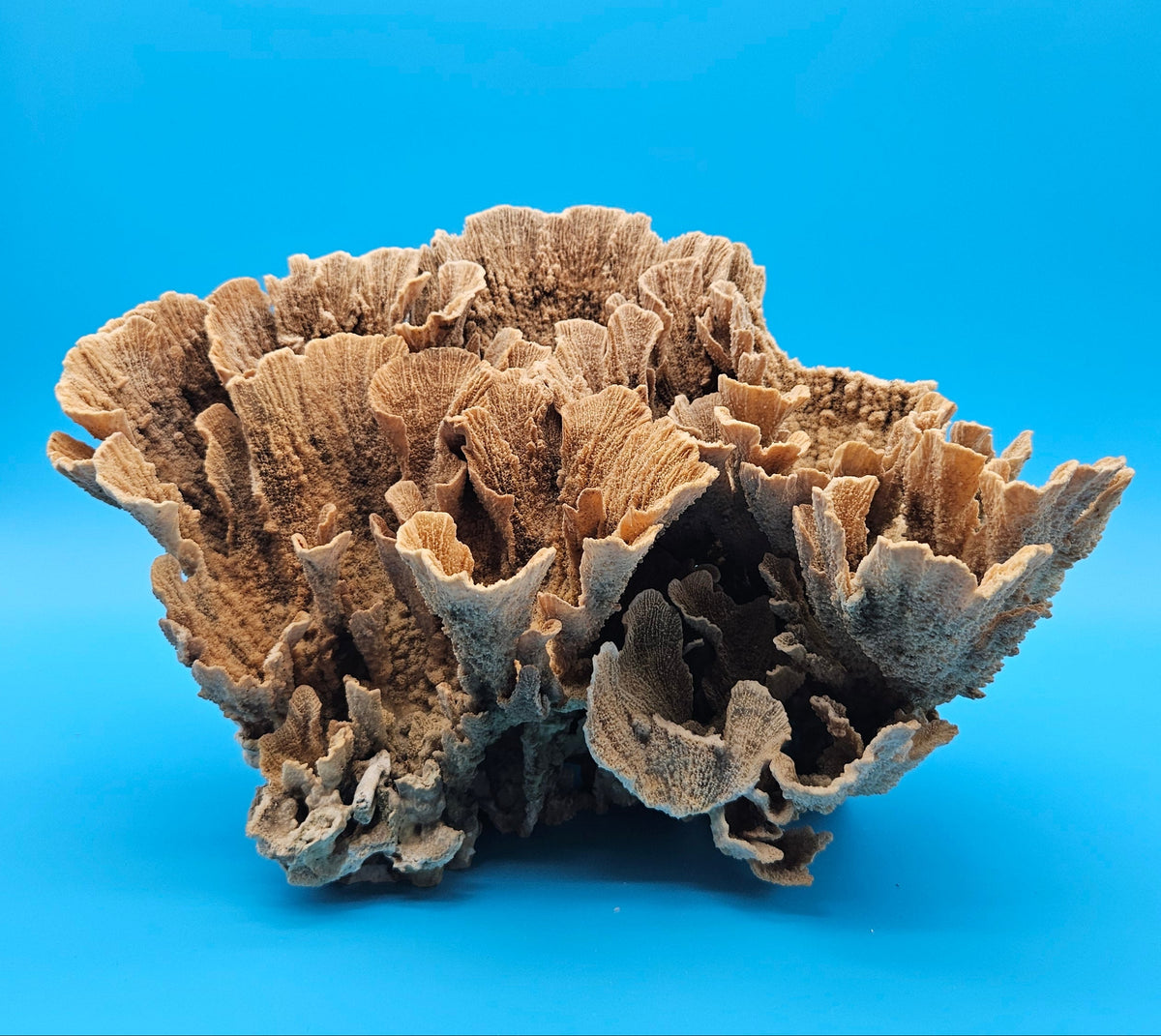 Natural Poca Coral Specimen 10-12” – (Montipora sp.)