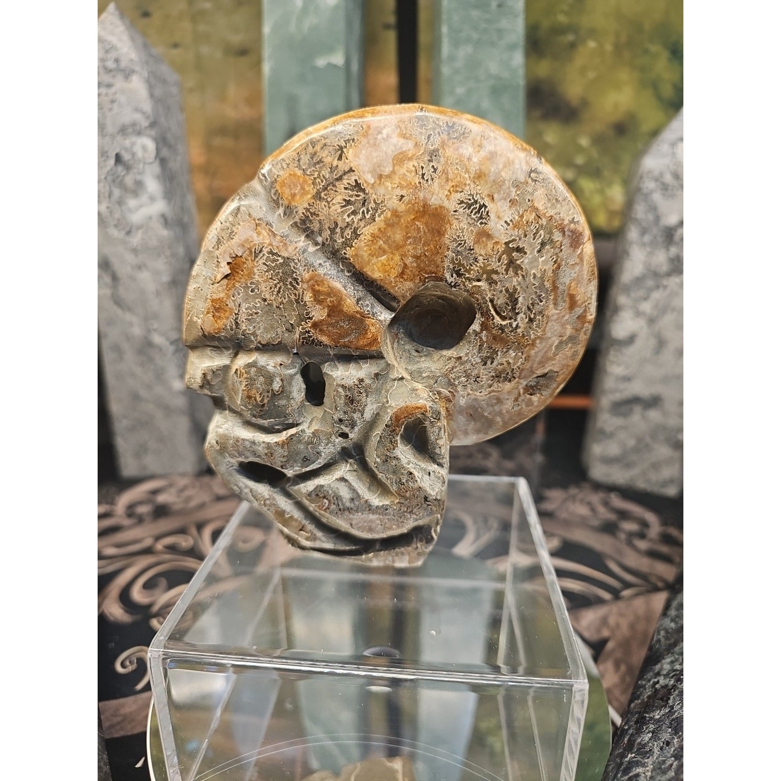 1.12LB Natural Madagascar Ammonite Fossil - Ancient Geometry Specimen | CrystalCloud Company by CrystalCloud Company