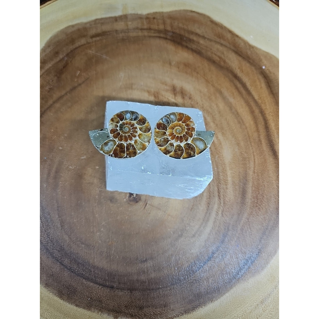 Ammonite Fossil W/Selenite Base 260g by CrystalCloud Company
