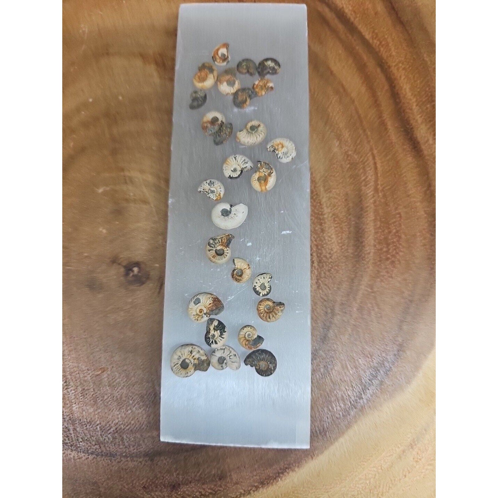 25pcs 8-13mm Pleuroceras AMMONITE Fossil lot Mollusk 13 W/ Selenite Base by CrystalCloud Company