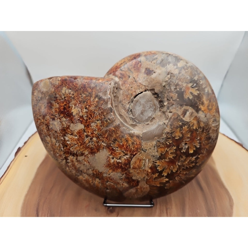 2.36LB Rare! Natural Ammonite Fossil Specimen Shell Madagascar by CrystalCloud Company