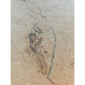 6lbs Fish fossil plate W/stand by CrystalCloud Company