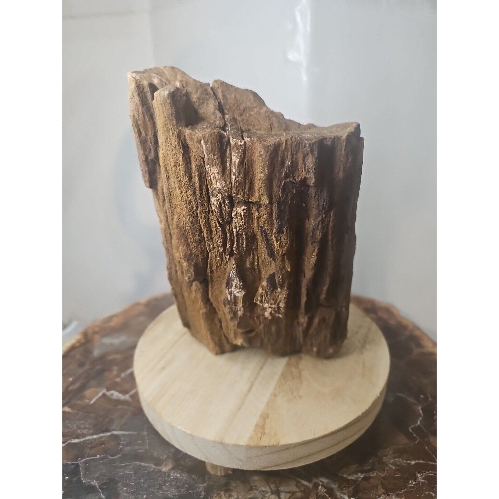 ❤️‍🔥Texas Petrified Wood! Raw Cool Details W/Stand Great Display by CrystalCloud Company
