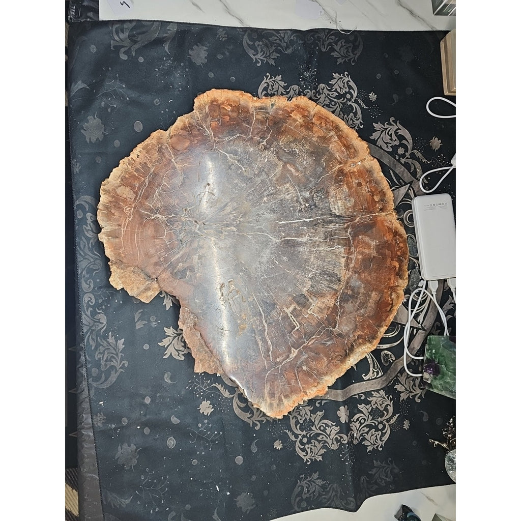 27.3 lb Fossil Wood Quartz Hedgehog Sculpture — Artisan Mineral Statement Piece | CrystalCloud Company by CrystalCloud Company