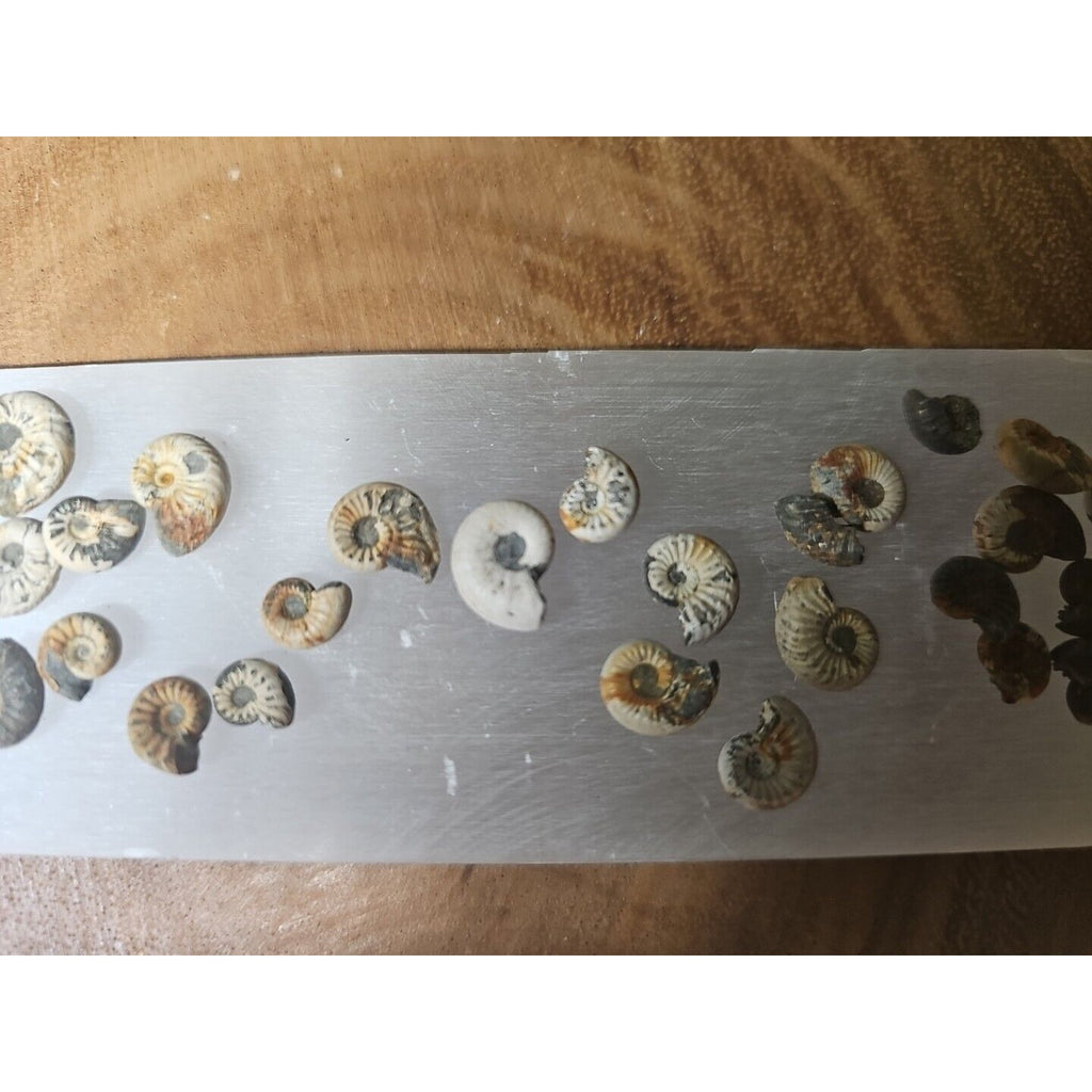 25pcs 8-13mm Pleuroceras AMMONITE Fossil lot Mollusk 13 W/ Selenite Base by CrystalCloud Company