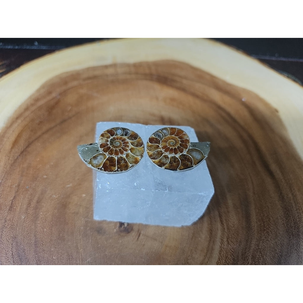 Ammonite Fossil W/Selenite Base 260g by CrystalCloud Company