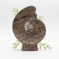 Ammonite Fossil Plate (1 Piece) Size 12 Inches Crystal Gemstone Carving by Crystal River Gems