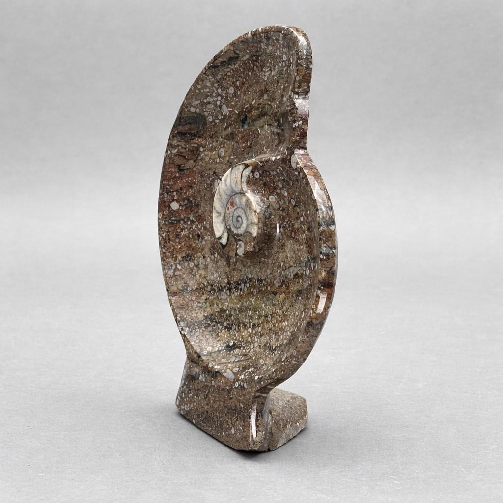 Ammonite Fossil Plate (1 Piece) Size 12 Inches Crystal Gemstone Carving by Crystal River Gems