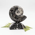 Ammonite with Orthoceras stand (1 Piece) 4 to 5 inches Crystal Gemstone Home Decor by Crystal River Gems