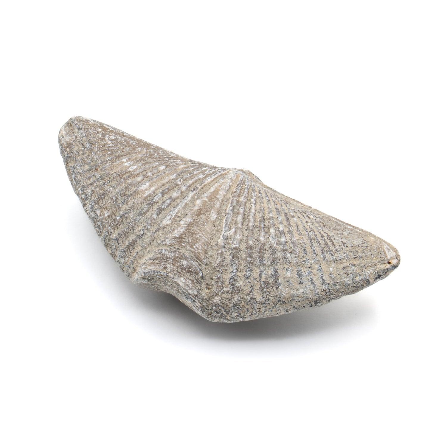 Aquatic Adventures Mini Museum Mystery Box - Series #1 - Ocean Fossils