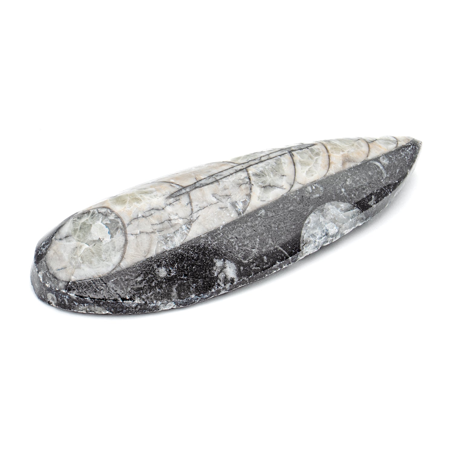 Aquatic Adventures Mini Museum Mystery Box - Series #1 - Ocean Fossils