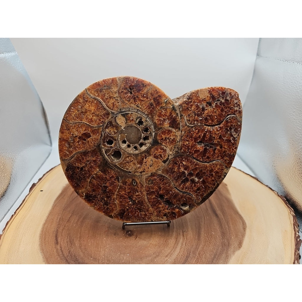 2.36LB Rare! Natural Ammonite Fossil Specimen Shell Madagascar by CrystalCloud Company