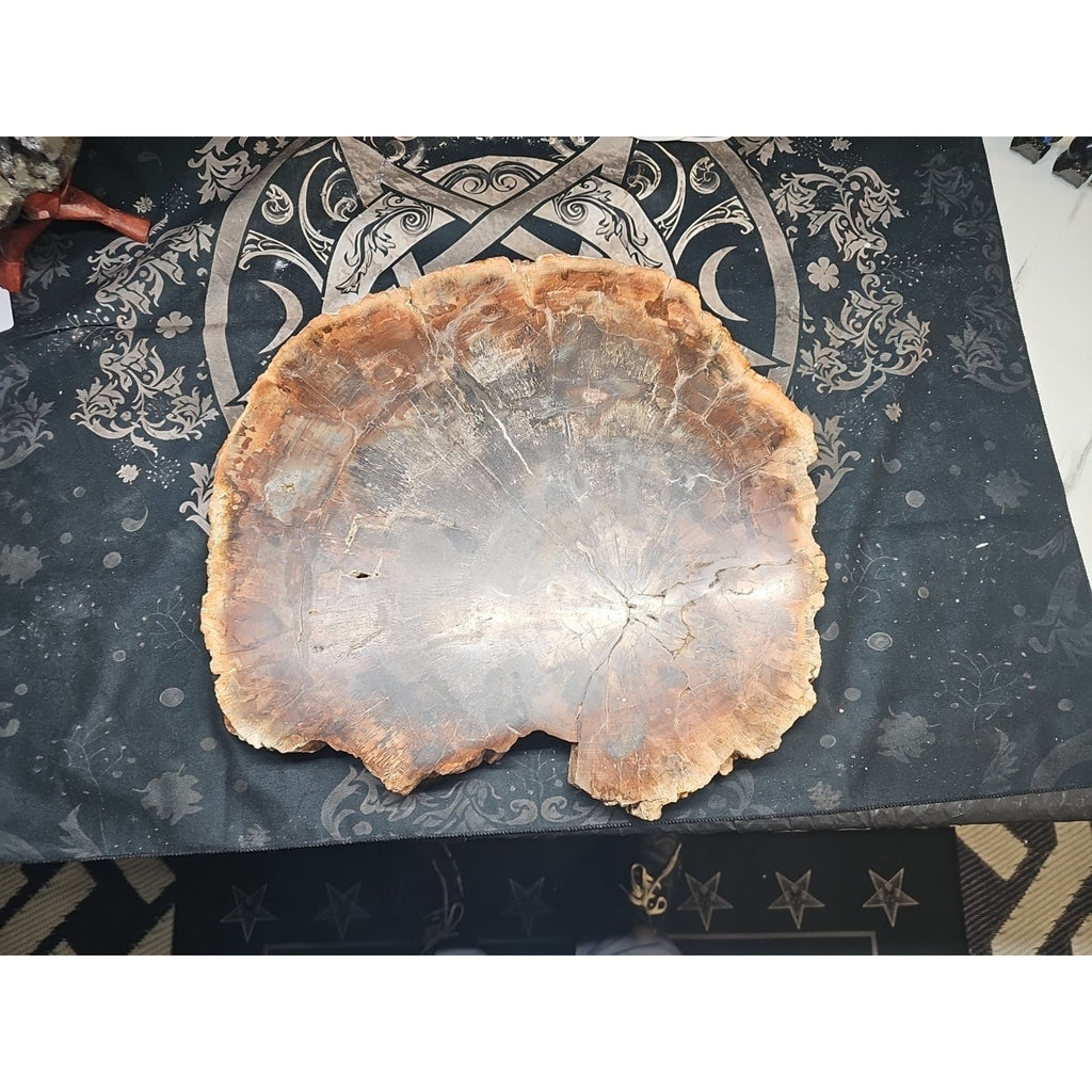 27.3 lb Fossil Wood Quartz Hedgehog Sculpture — Artisan Mineral Statement Piece | CrystalCloud Company by CrystalCloud Company