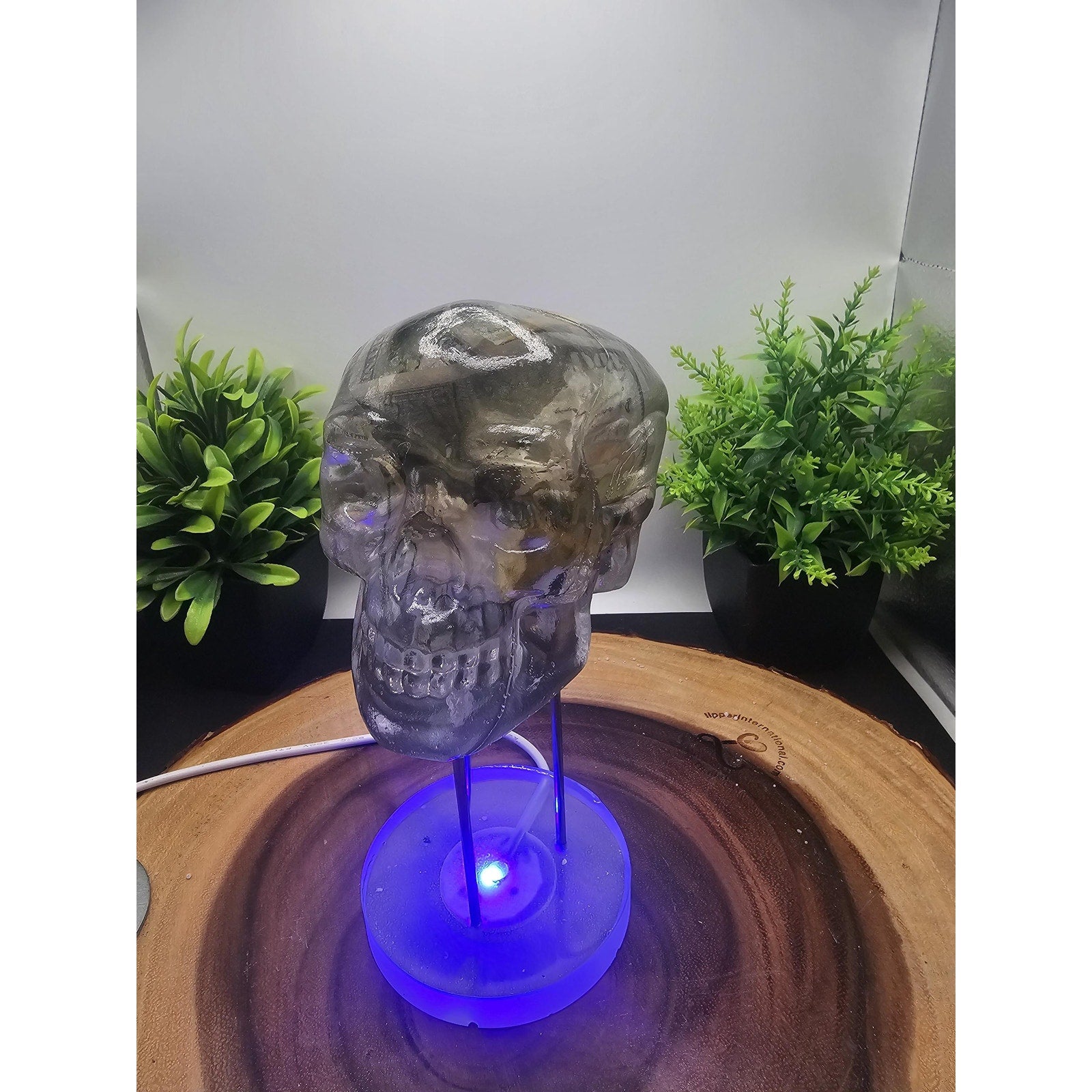 Money skull by CrystalCloud Company
