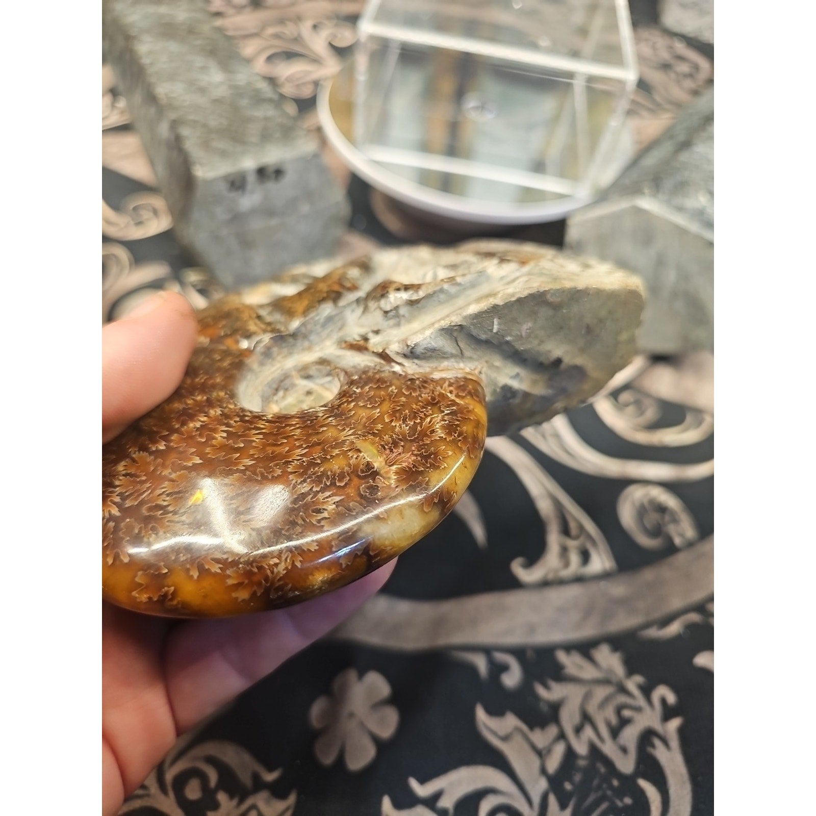 1.26LB Rare! Natural Tentacle Ammonite FossilSpecimen Shell Healing Madagascar by CrystalCloud Company