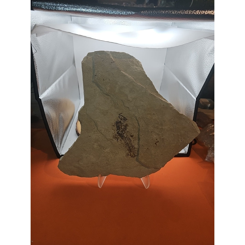 6lbs Fish fossil plate W/stand by CrystalCloud Company