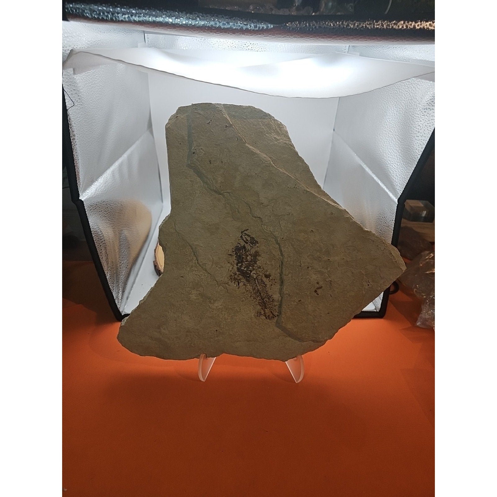 6lbs Fish fossil plate W/stand by CrystalCloud Company