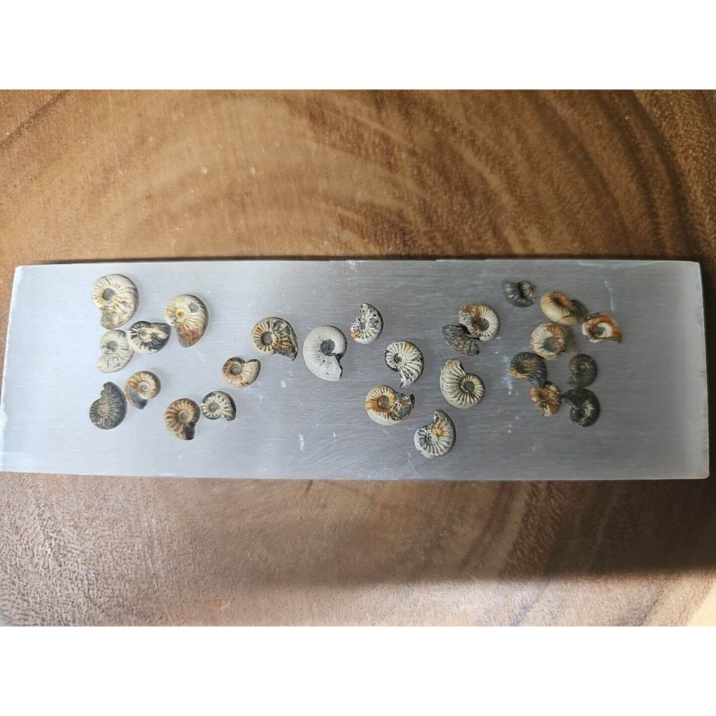 25pcs 8-13mm Pleuroceras AMMONITE Fossil lot Mollusk 13 W/ Selenite Base by CrystalCloud Company