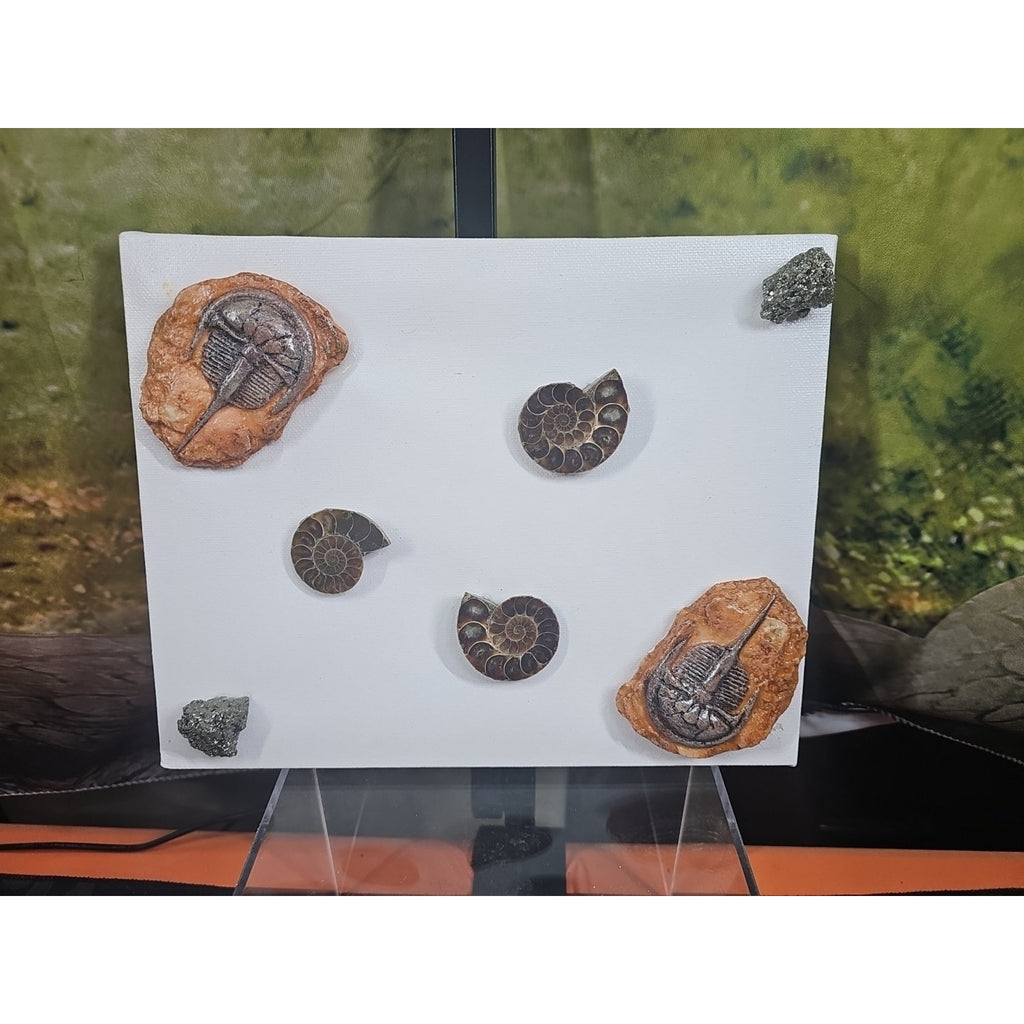 Ammonite Fossil Polished Art by CrystalCloud Company