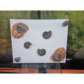 Ammonite Fossil Polished Art by CrystalCloud Company
