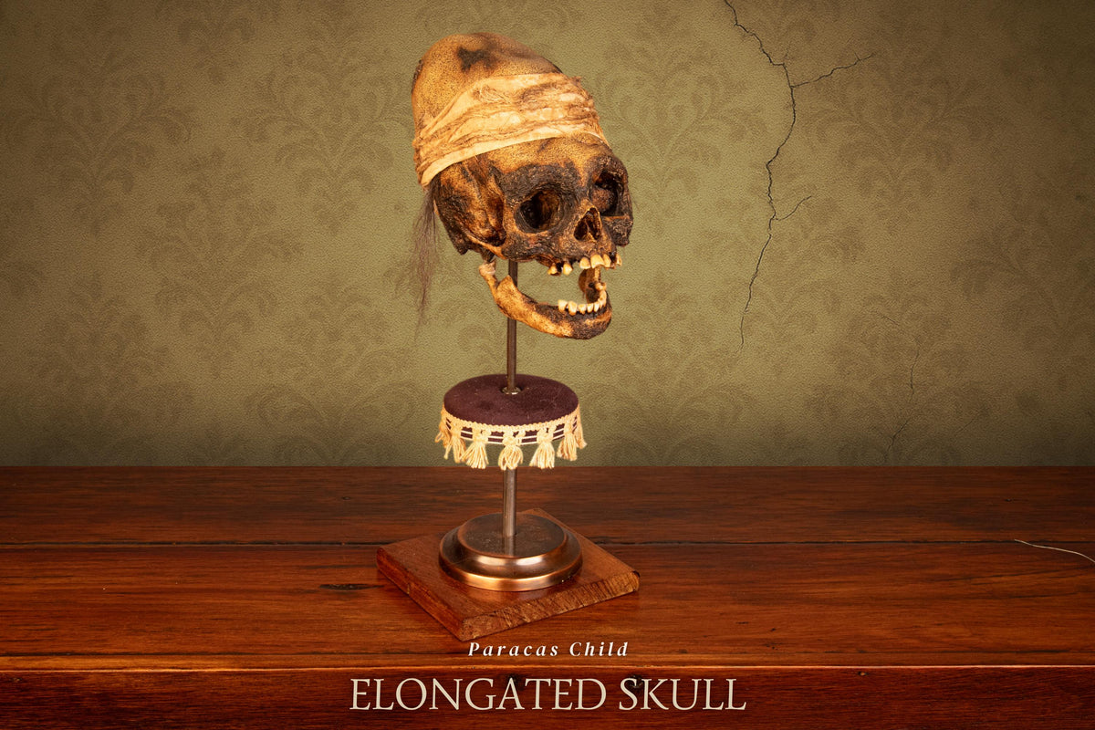 Paracas Elongated Skull