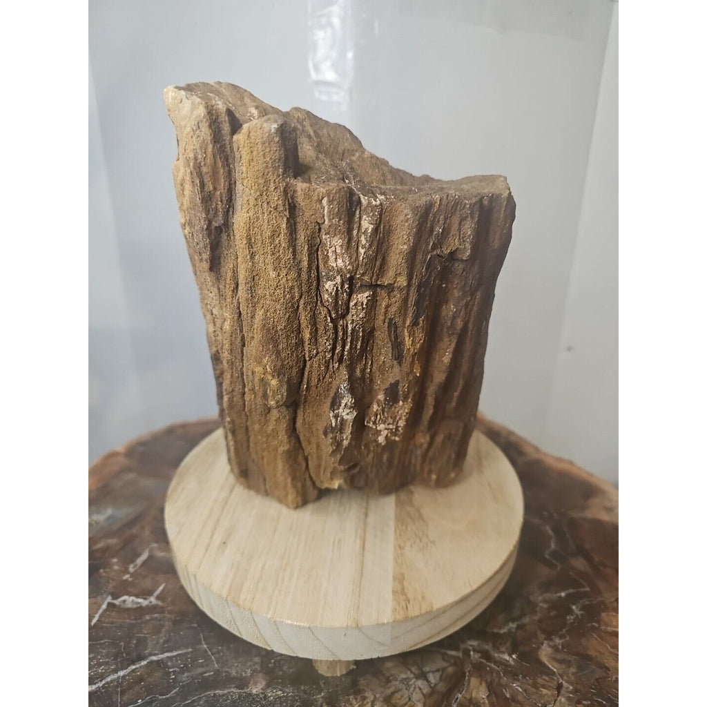 ❤️‍🔥Texas Petrified Wood! Raw Cool Details W/Stand Great Display by CrystalCloud Company