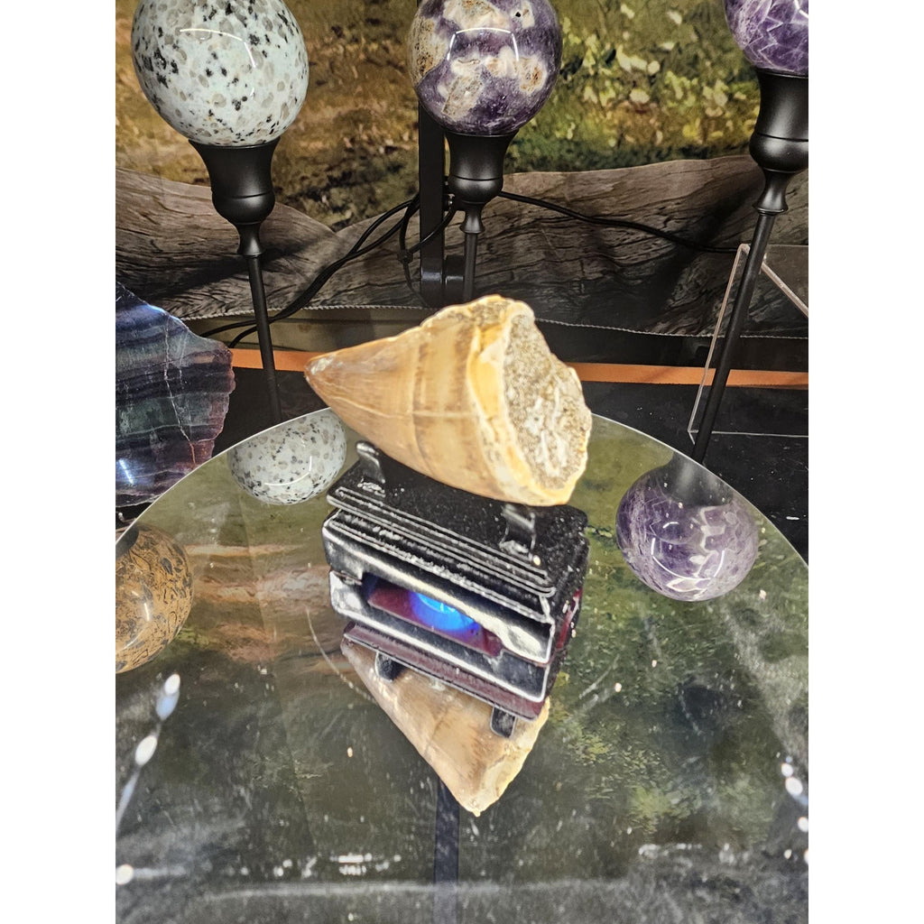Mosasaurus Fossil Tooth by CrystalCloud Company