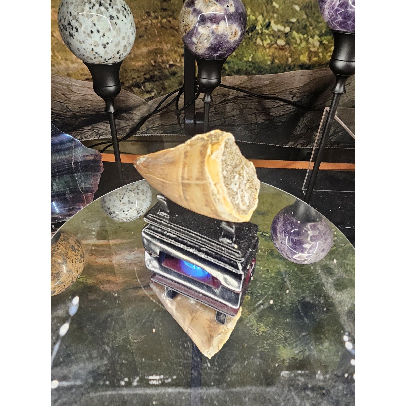 Mosasaurus Fossil Tooth by CrystalCloud Company