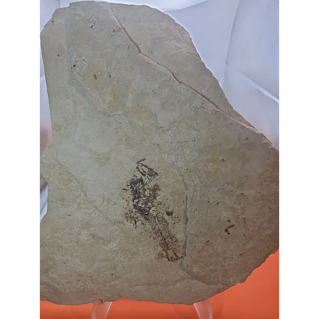 6lbs Fish fossil plate W/stand by CrystalCloud Company