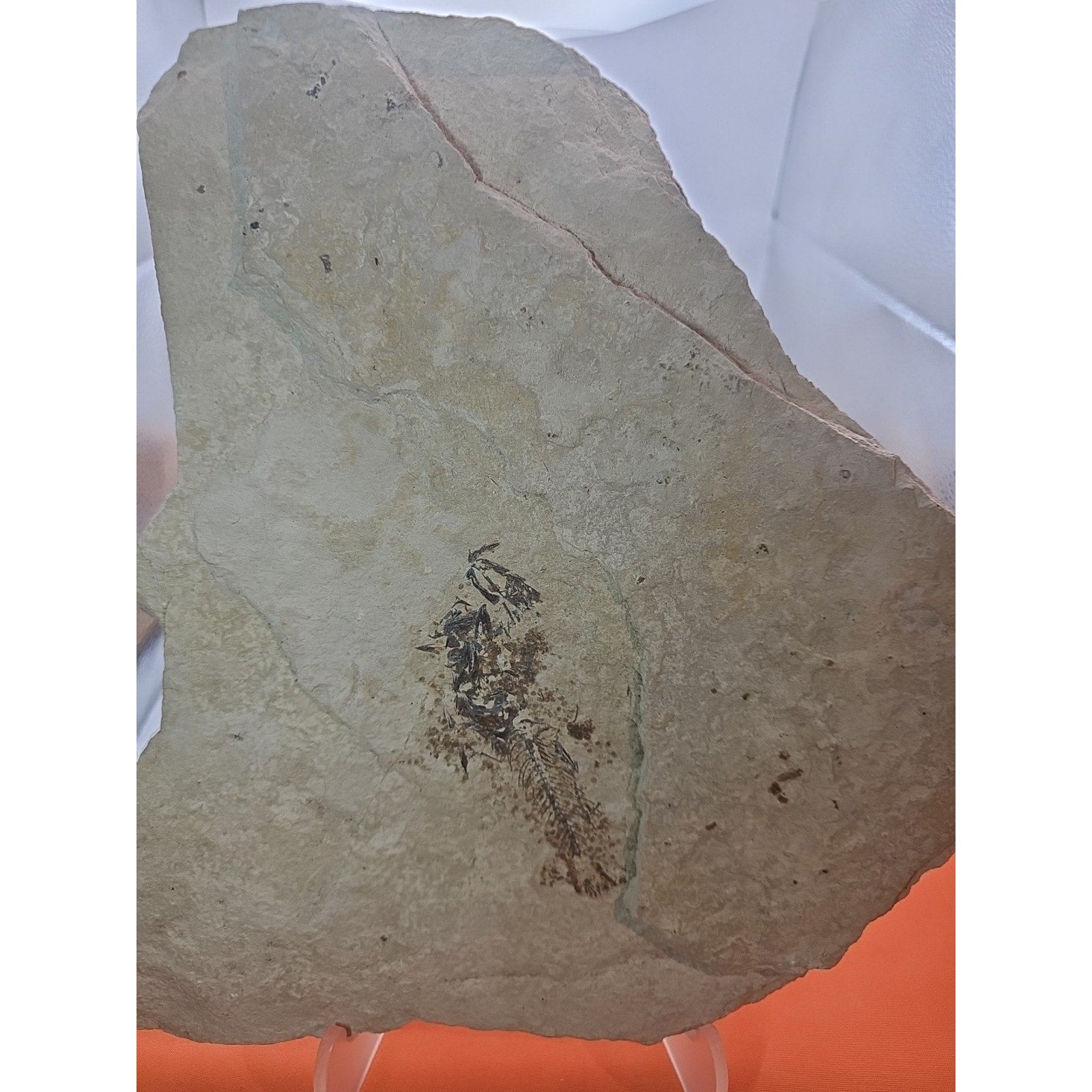 6lbs Fish fossil plate W/stand by CrystalCloud Company