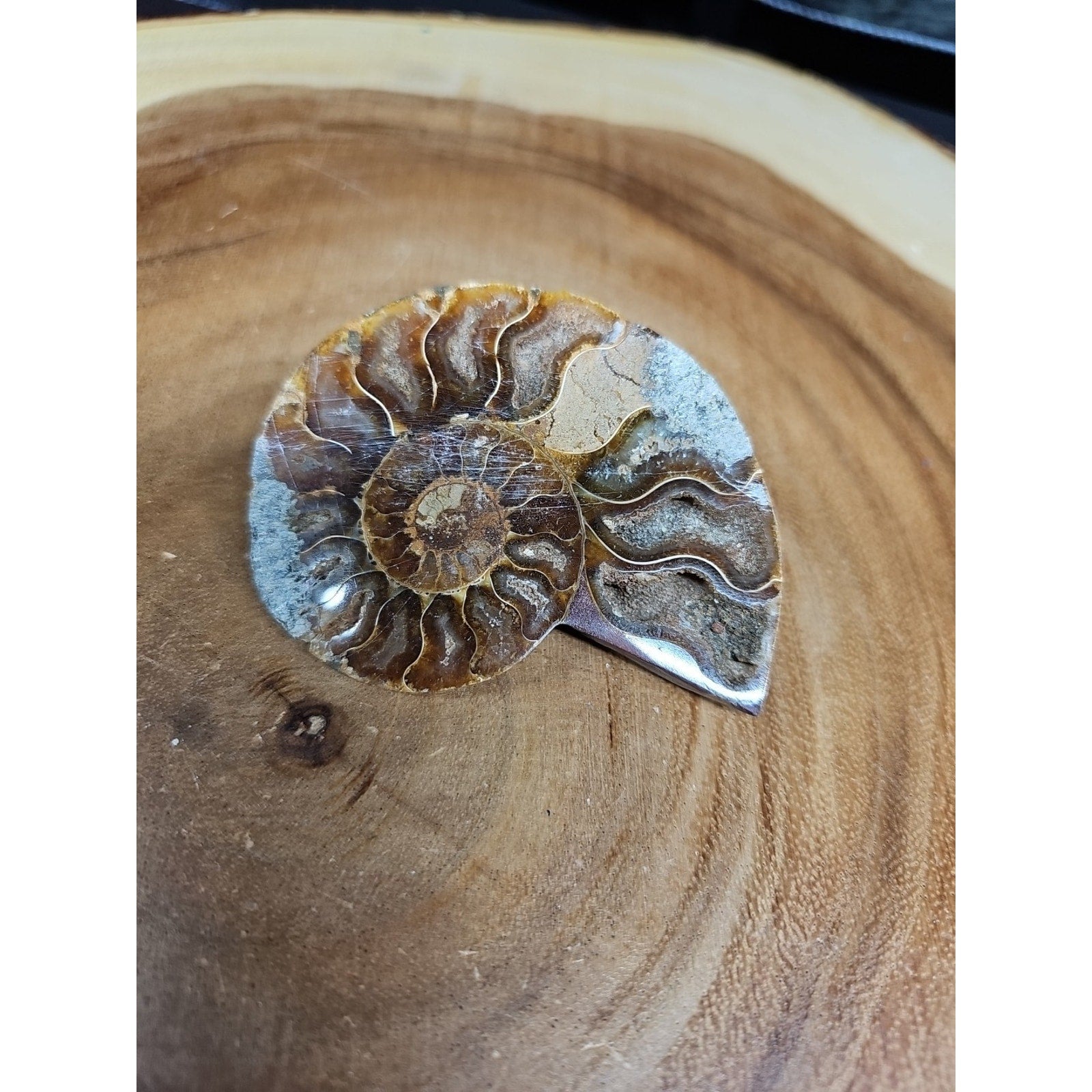 Ammonite Fossil Small 52g by CrystalCloud Company