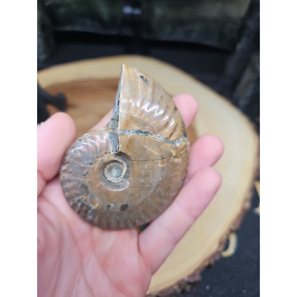 1 Each Ammonite Fossil Polished From Madagascar 145-175 Grams W/stand by CrystalCloud Company