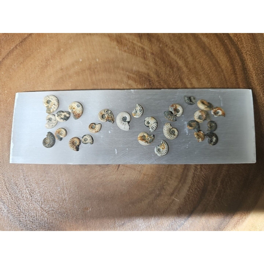 25pcs 8-13mm Pleuroceras AMMONITE Fossil lot Mollusk 13 W/ Selenite Base by CrystalCloud Company