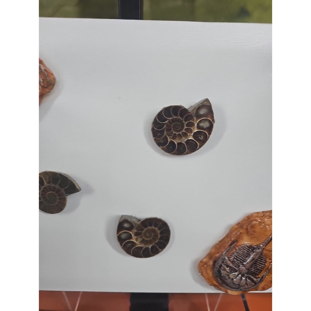 Ammonite Fossil Polished Art by CrystalCloud Company